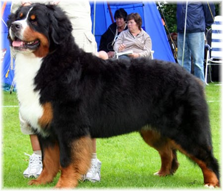 http://www.kennel-hiselfoss.com/images/ola_000champion.jpg